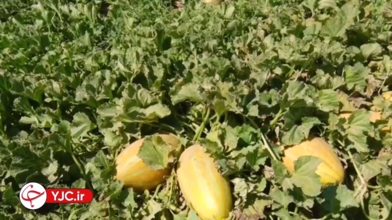کشت نشایی، راهکار جدی بحران کم آبی