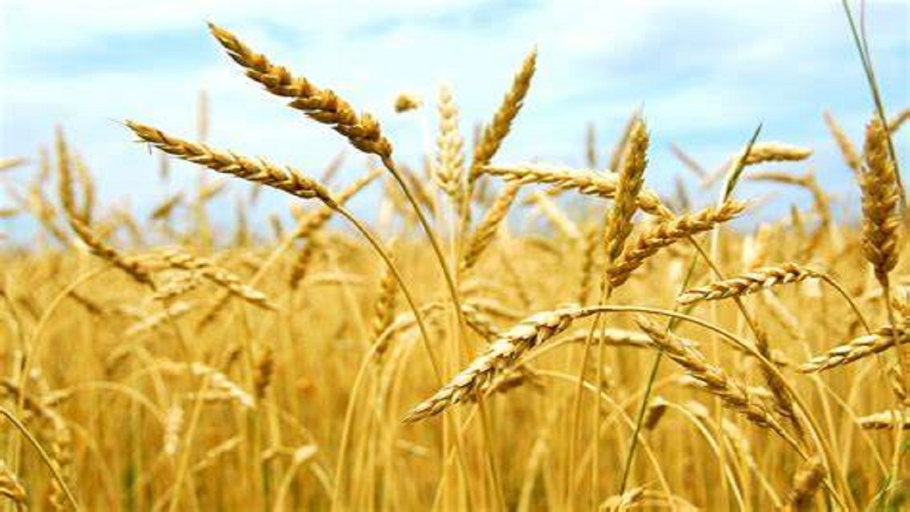 یک درصد کشاورزی کشور قراردادی شده است