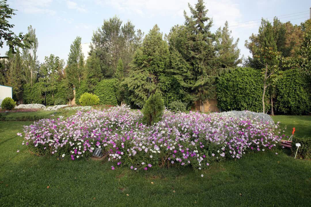نمایش گستره&zwnj;ای از گل&zwnj;های اطلسی برای اولین بار در مشهد+ عکس