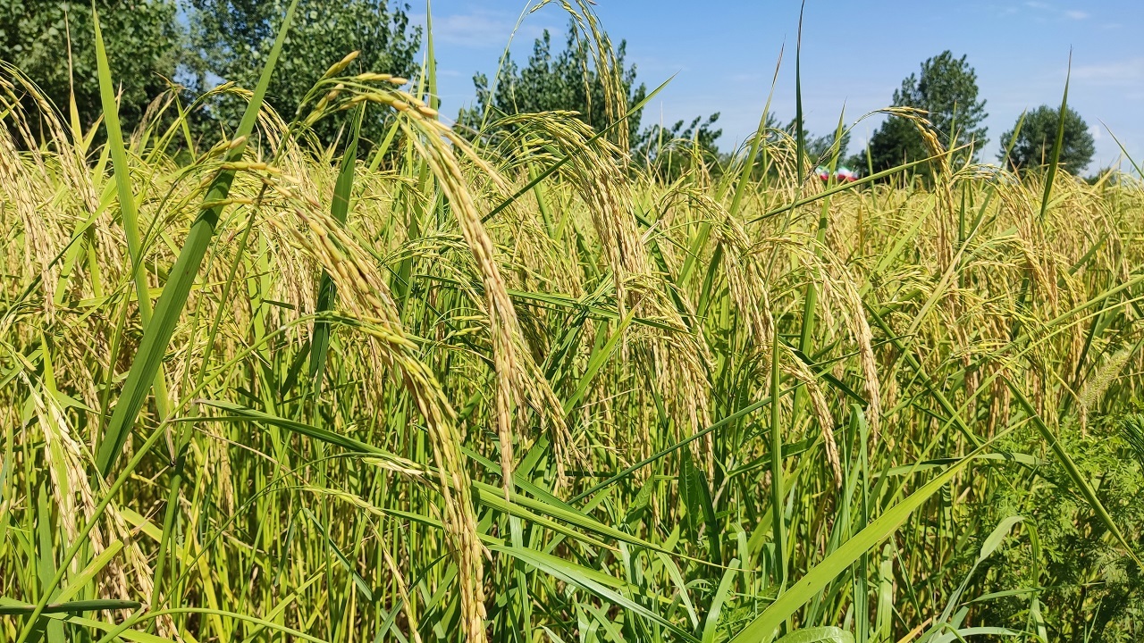 خوشه دهی شالیزار‌های گیلان