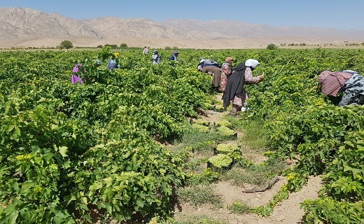 سخاوت کویر در روز&zwnj;های داغ تابستان+عکس