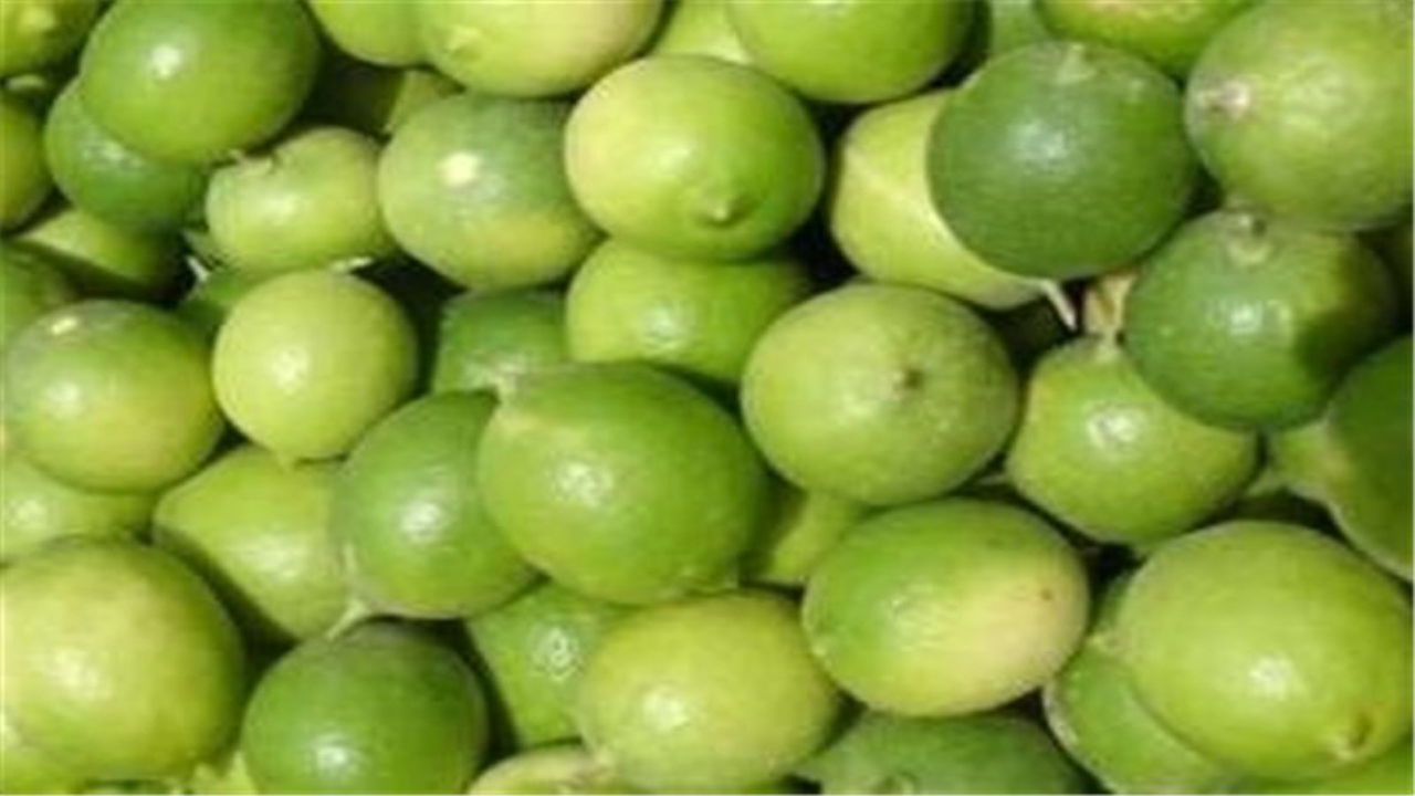 برداشت لیمو ترش در فارس