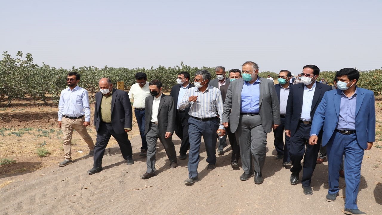 بازدید استاندار قزوین از یک مزرعه تولید پسته