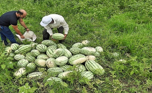 برداشت هندوانه معروف چاف در شهرستان لنگرود