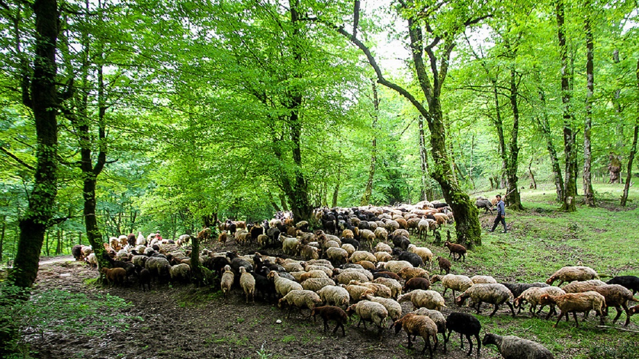 نمایی از گوسفندچرانی در دل جنگل‌های رویان + فیلم
