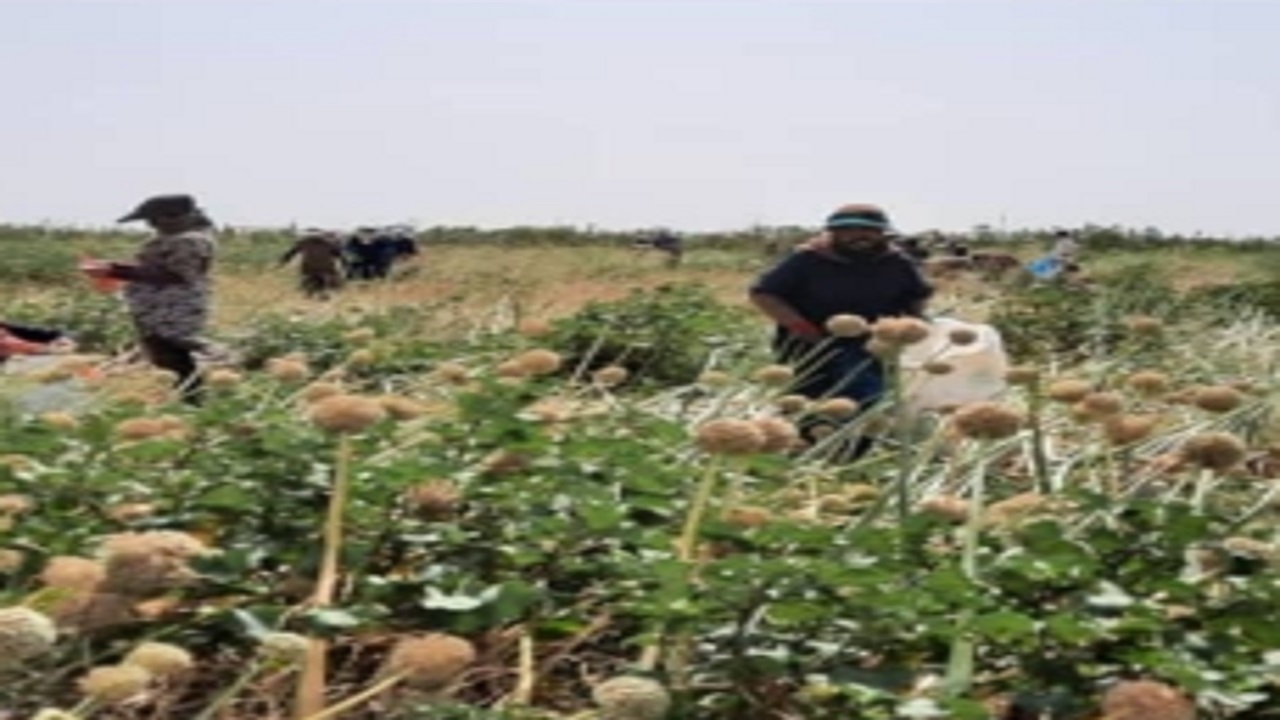 برداشت ۹ تن بذر پیاز از مزارع کشاورزی تاکستان
