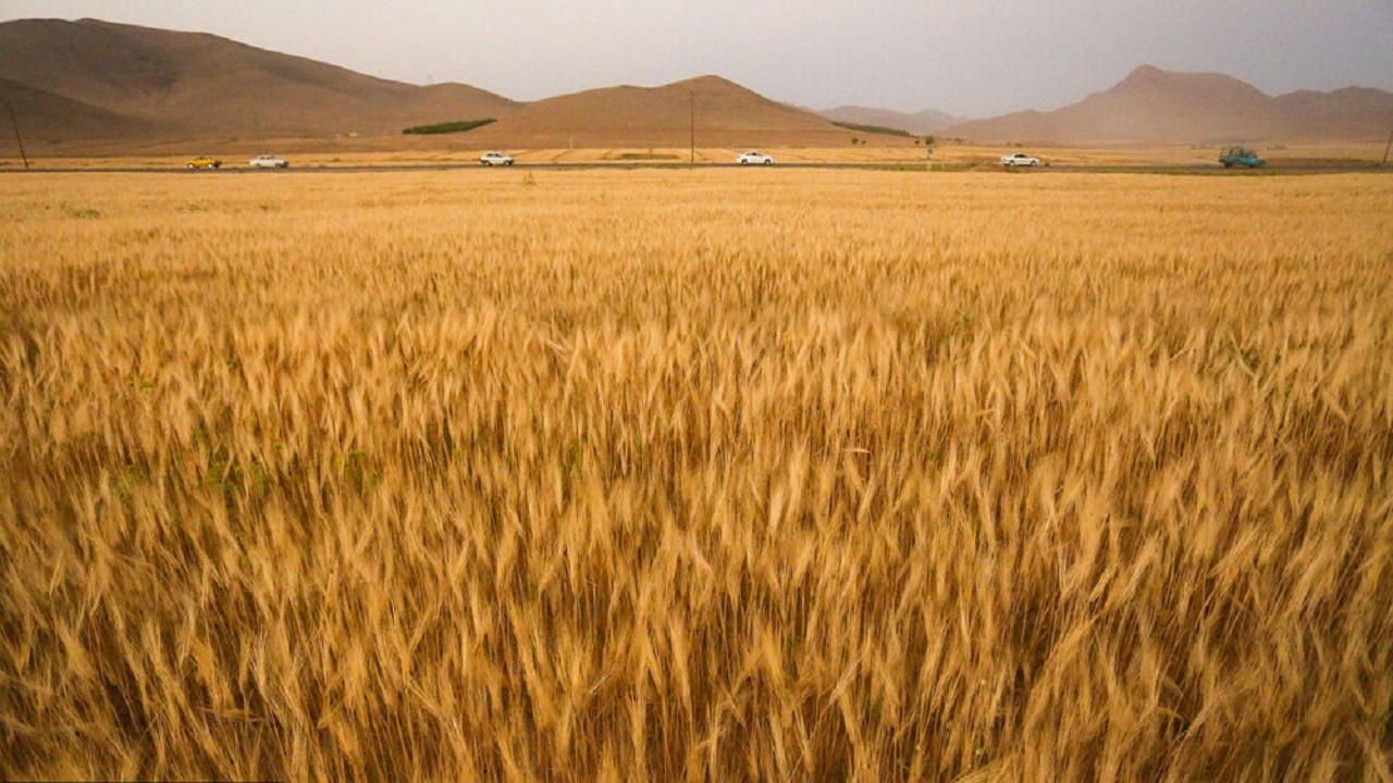 دست‌های برکت در فصل درو+تصاویر