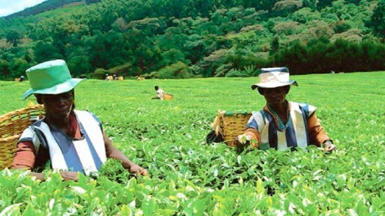 کنیا از افزایش صادرات چای به ایران خبر داد