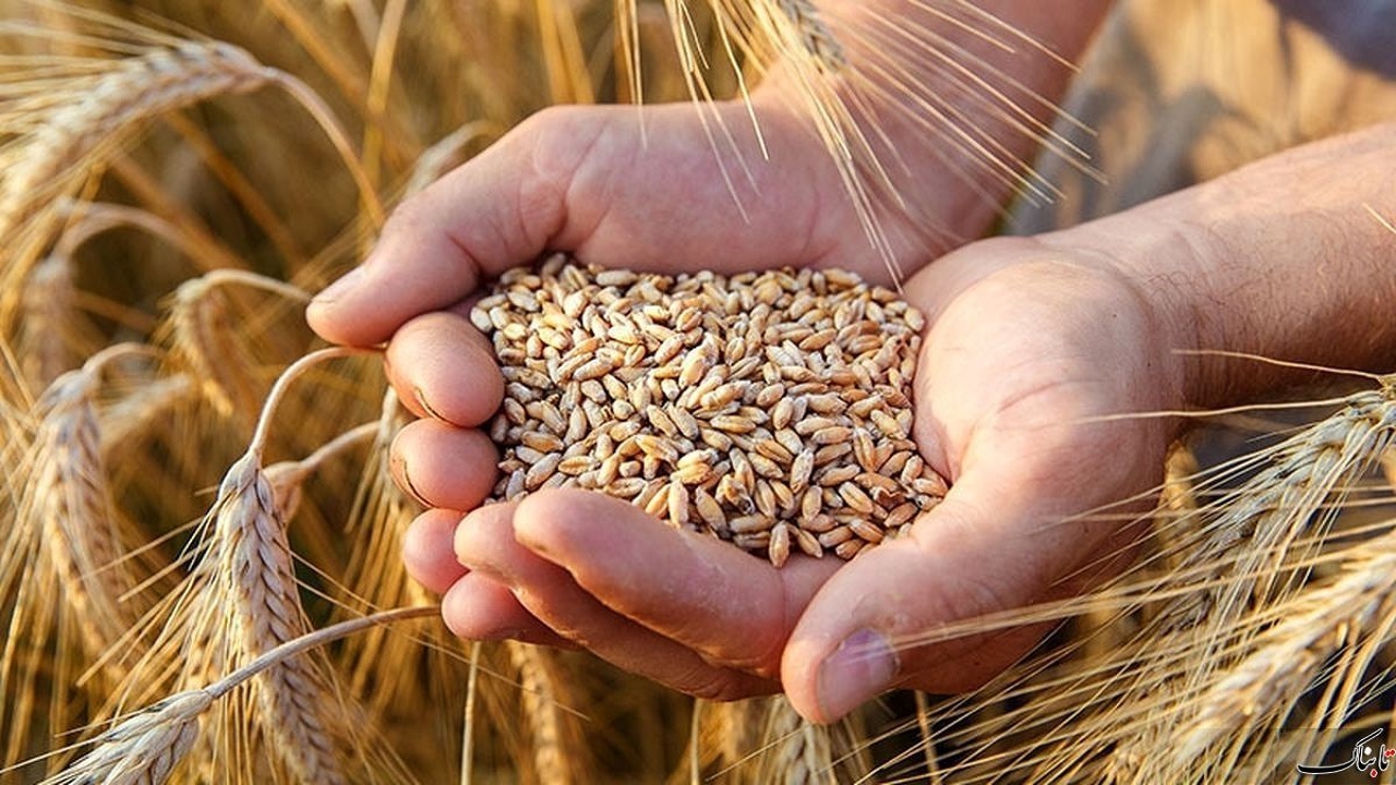 بیش از ۱۶۰۰ میلیارد ریال از مطالبات گندمکاران زنجانی پرداخت شد