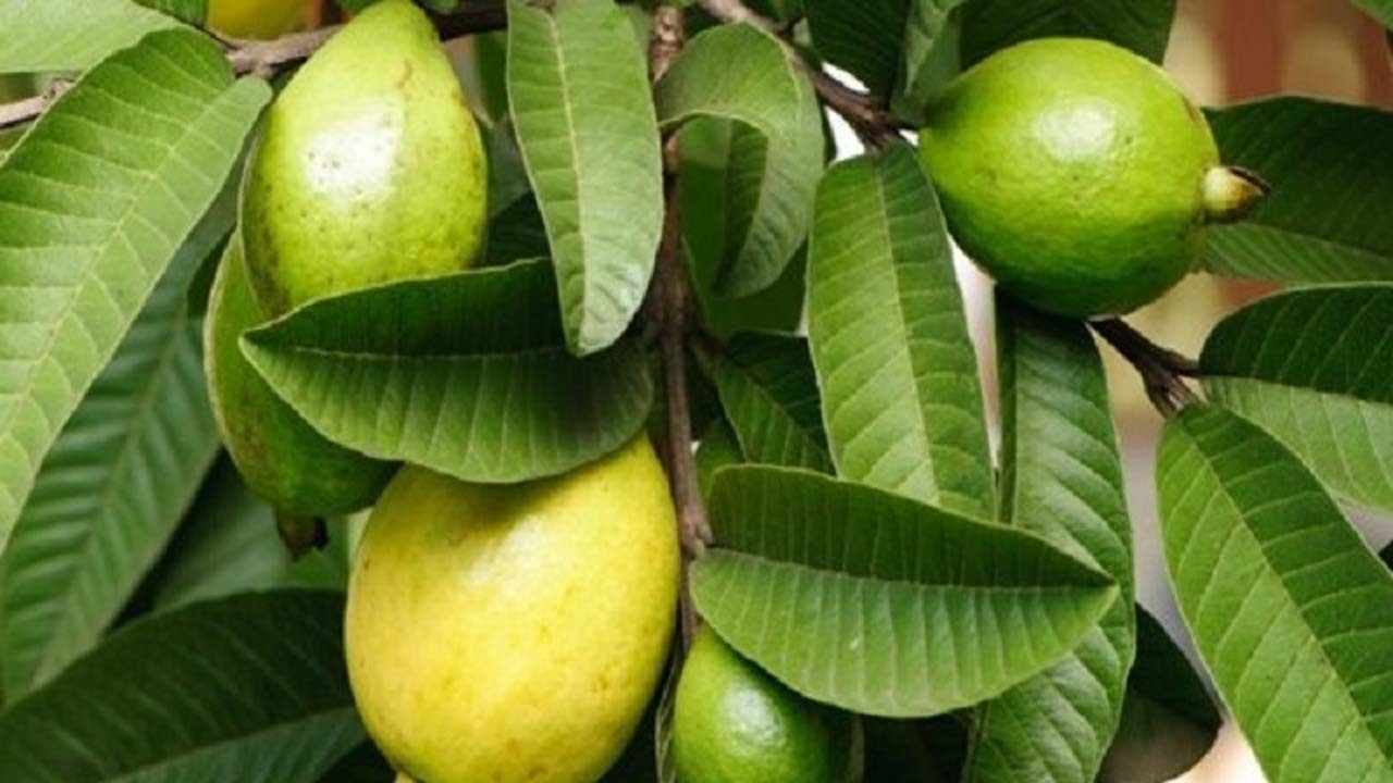 خوردن این میوه ریزش مو را متوقف می‌کند
