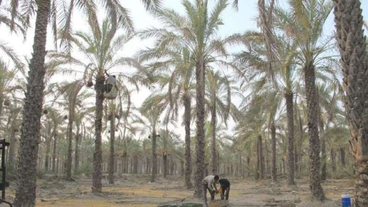 خسارت بیش از ٢٠٠ میلیارد ریالی به بخش کشاورزی شهرستان نیکشهر