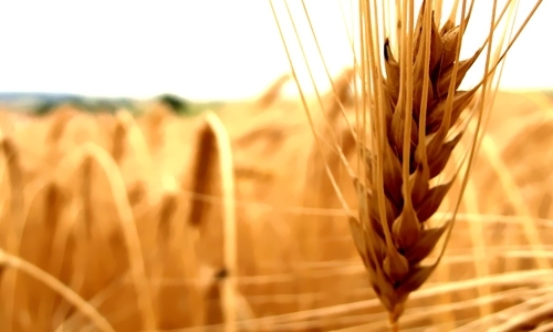 پرداخت ۵۵ درصد مطالبات گندمکاران خراسان شمالی