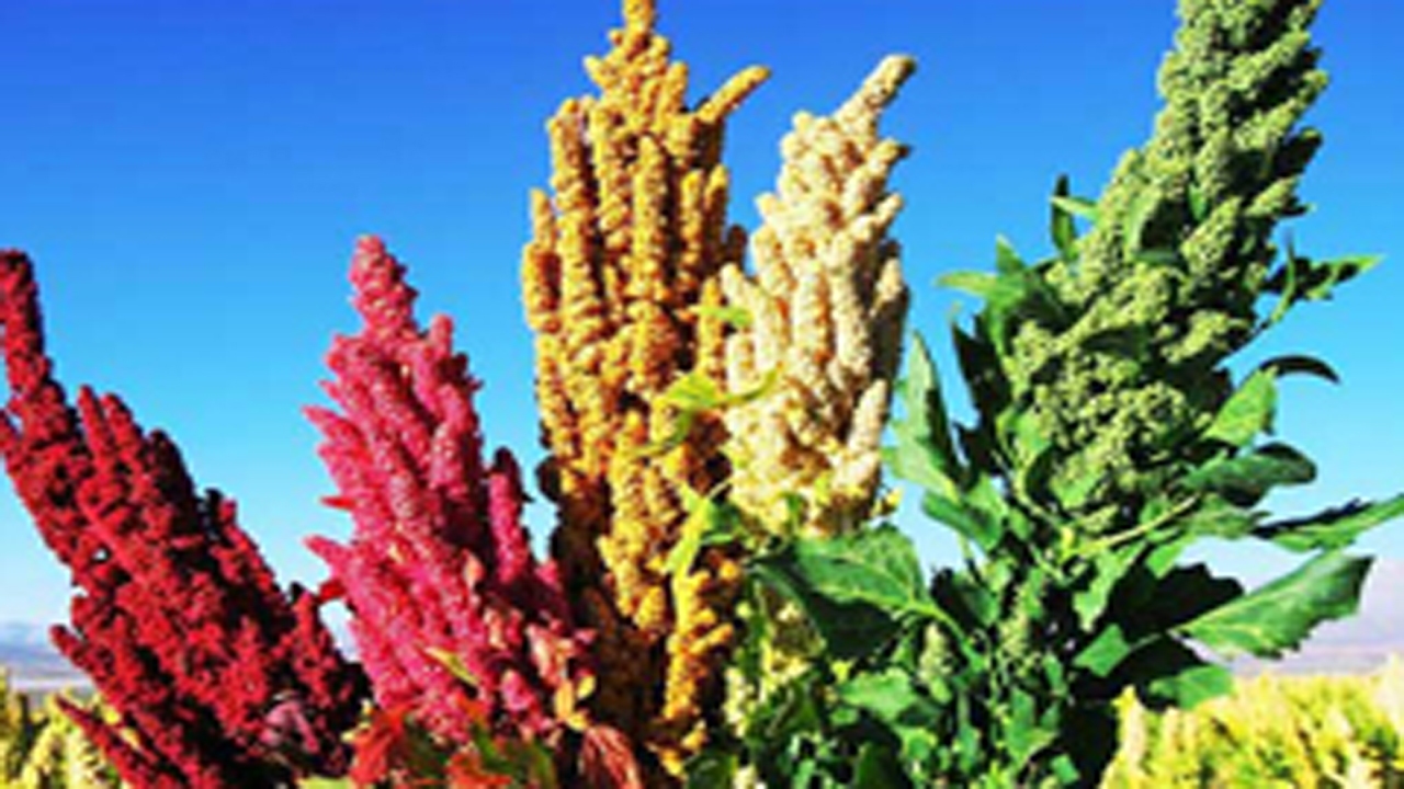 برداشت کینوا برای اولین بار در ارسنجان