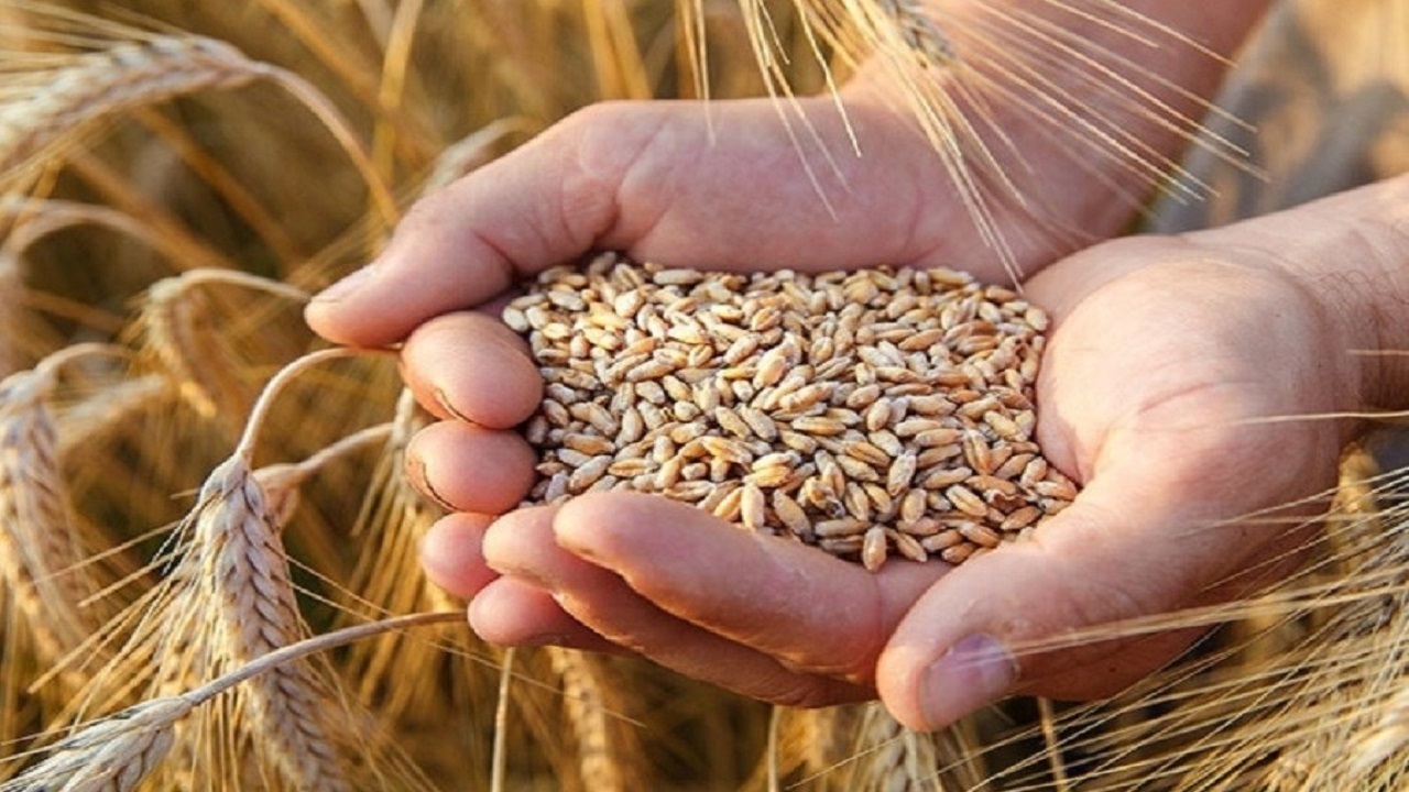 کشف ۳۵ تن گندم قاچاق در زنجان