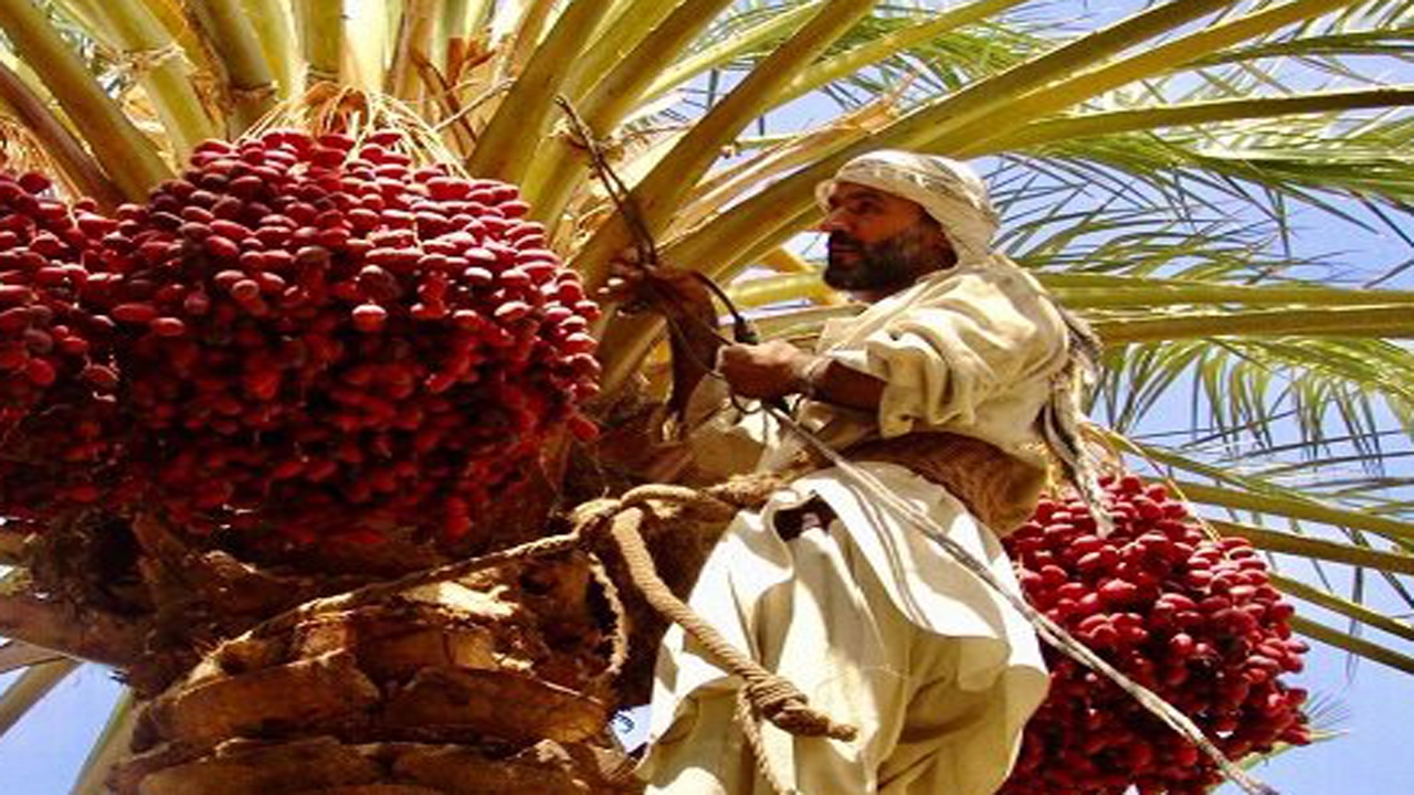 برخورد با عوامل قطع نخل در جهرم