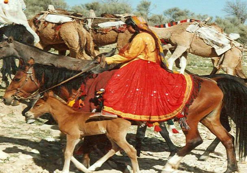 خشکسالی و گرانی علوفه تهدیدی برای عشایر فارس