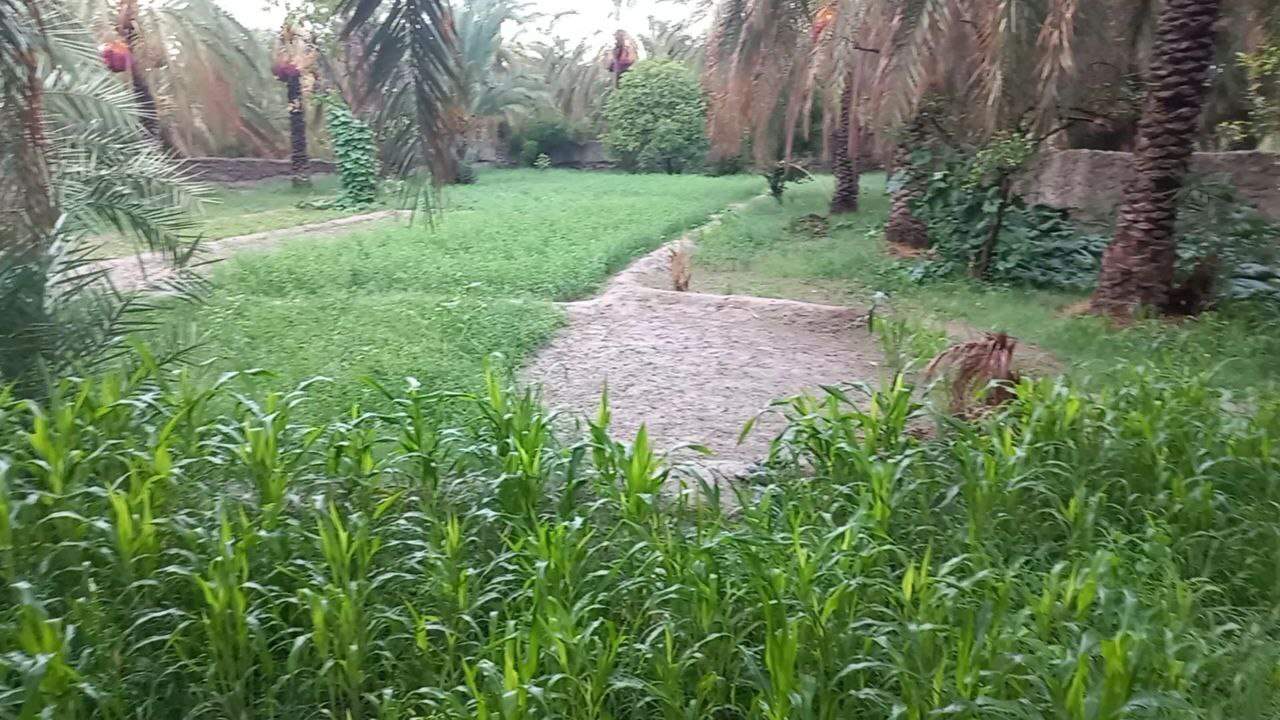 نخلستان فیلمی از نخلستان های سراوان در روز های بارانی + فیلم و تصاویر