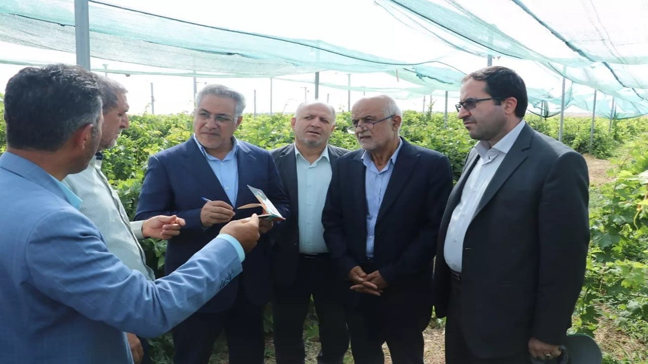 موانع ارتقای انگور و کشمش تاکستان، روی میز مسئولان+ فیلم