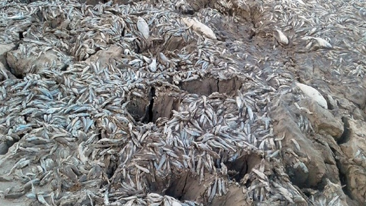 تلف شدن هزاران قطعه ماهی در آب بندان روستای لنگور + فیلم