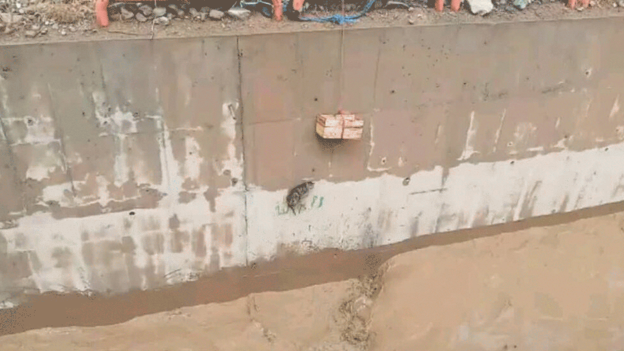 نجات گربه از آب خروشان + فیلم
