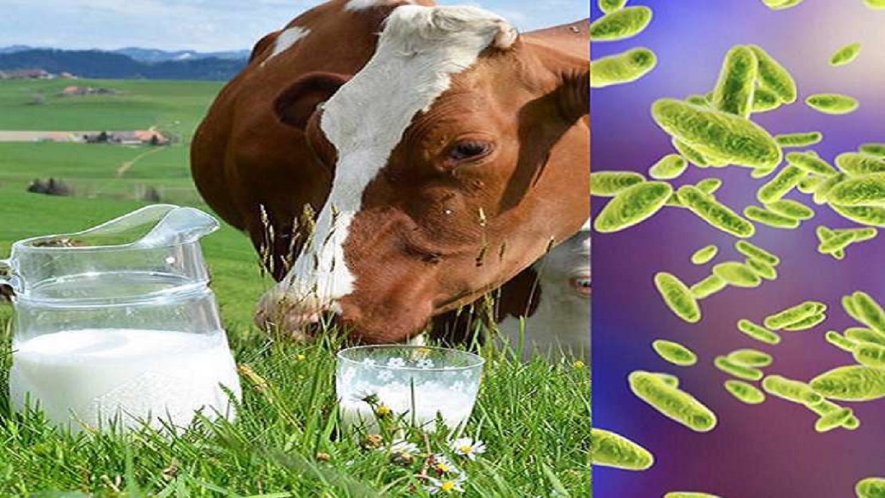 کاهش چشمگیر آمار بیماری تب مالت انسانی در بیجار