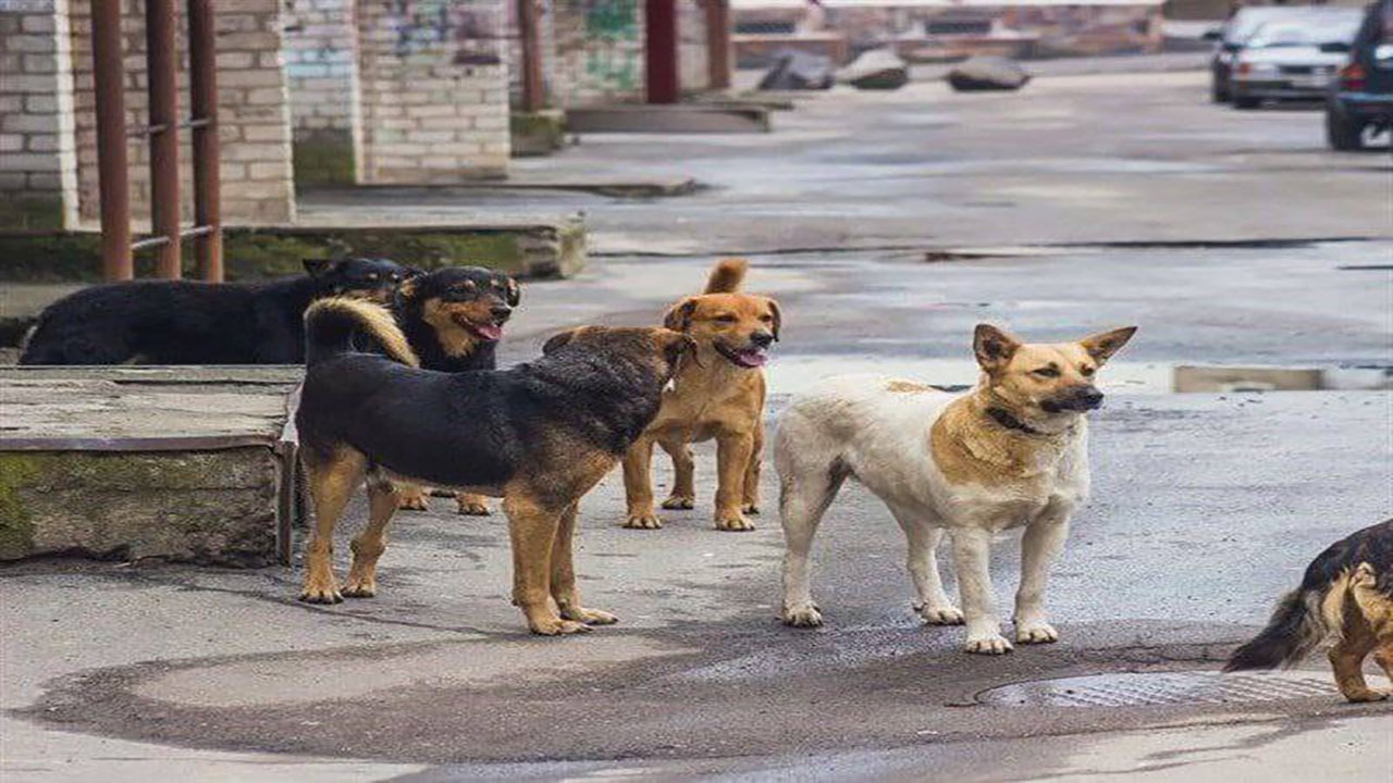 طرح جمع آوری سگ های بدون صاحب در شهر کرمان به کجا رسید؟