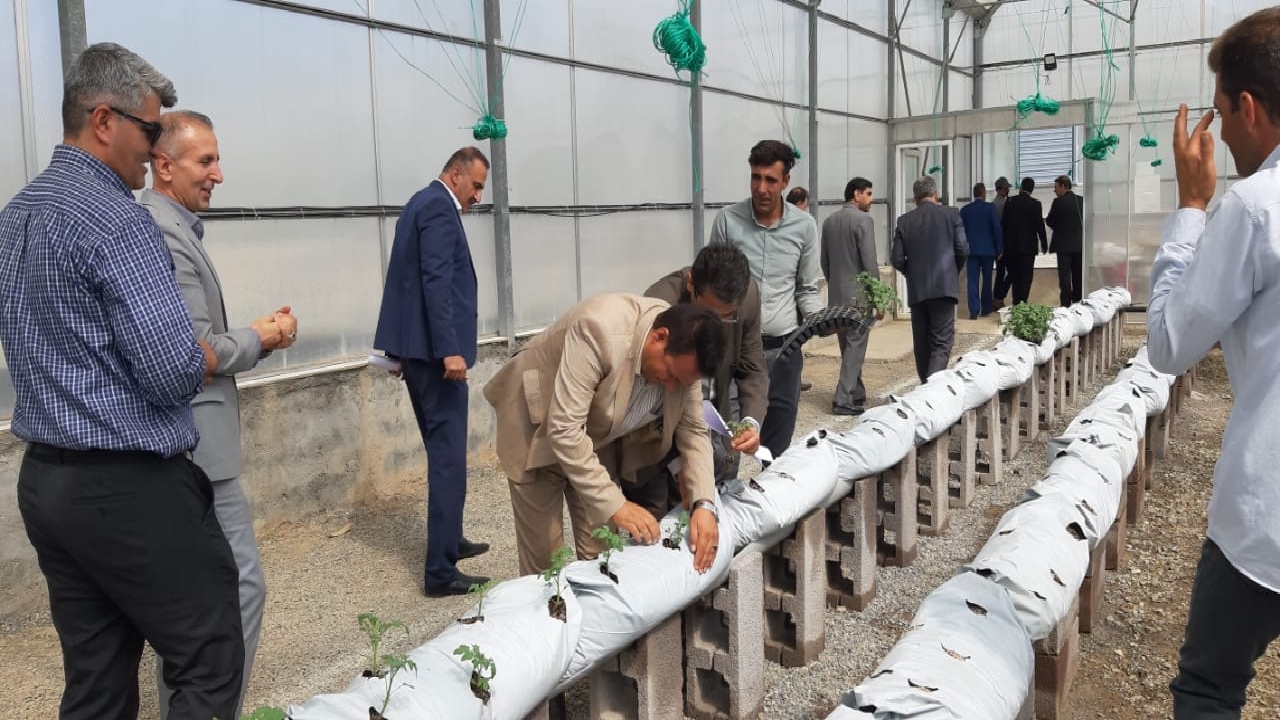انتقال ۵۰ هزار نشاء گوجه‌فرنگی در گلخانه دهگلان