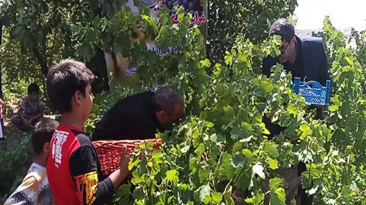 برگزاری مراسم شکرانه برداشت انگور در روستای جوزه قم