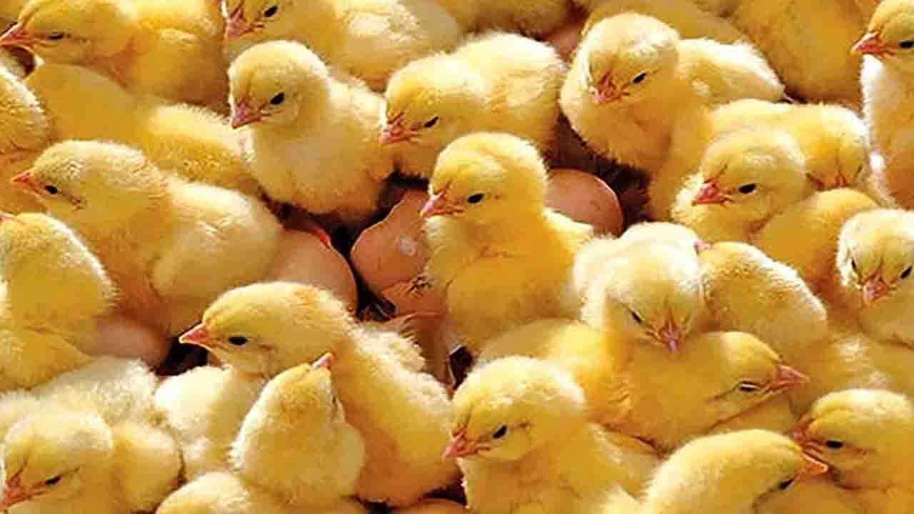 پرورش بیش از ۱۰ میلیون قطعه جوجه یک روزه در مرغداری‌های کرمان