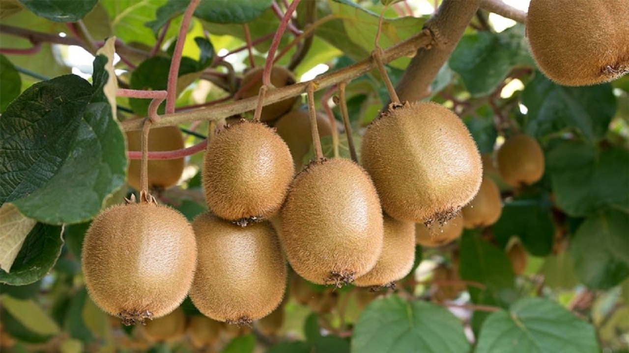 ممنوعیت زمانی صادرات کیوی موجب ضرر باغداران می‌شود