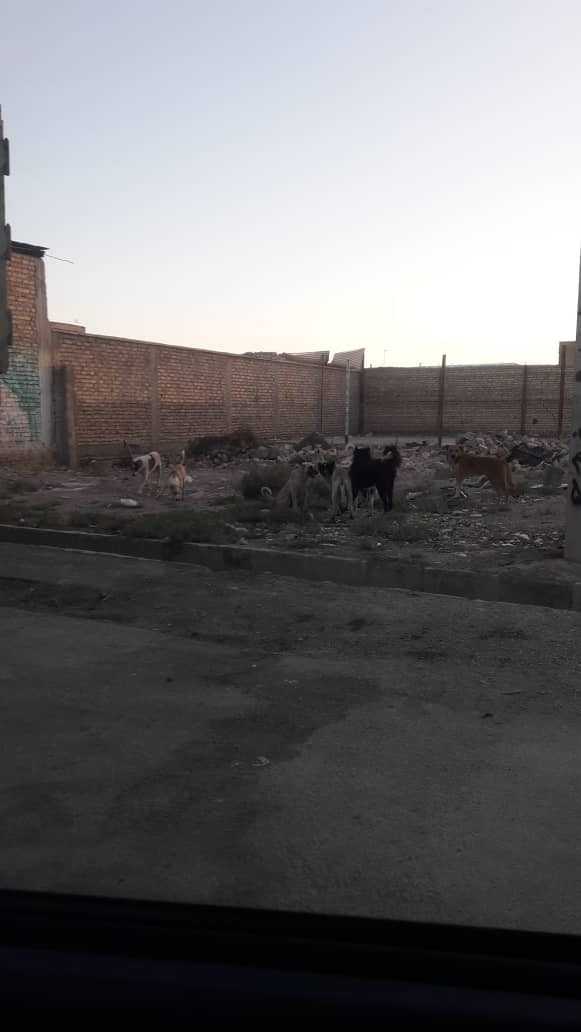 جولان سگ های ولگرد در کوچه پس کوچه های مرودشت + تصاویر جولان سگ های ولگرد در کوچه پس کوچه های مرودشت + تصاویر