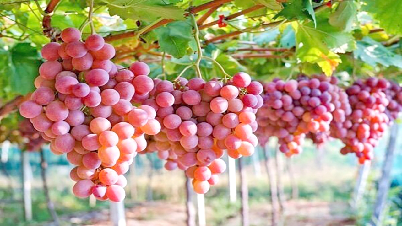 برداشت انگور در خراسان شمالی
