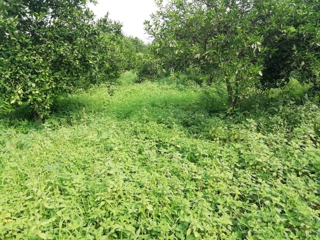 روستای صنم حاجیکلا، پیشنهادی به دوستداران طبیعت + تصاویر