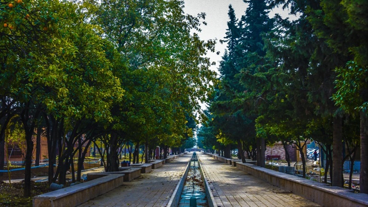 درختان نارنج و چنار شیراز در وضعیت وخیم به سر می‌برند