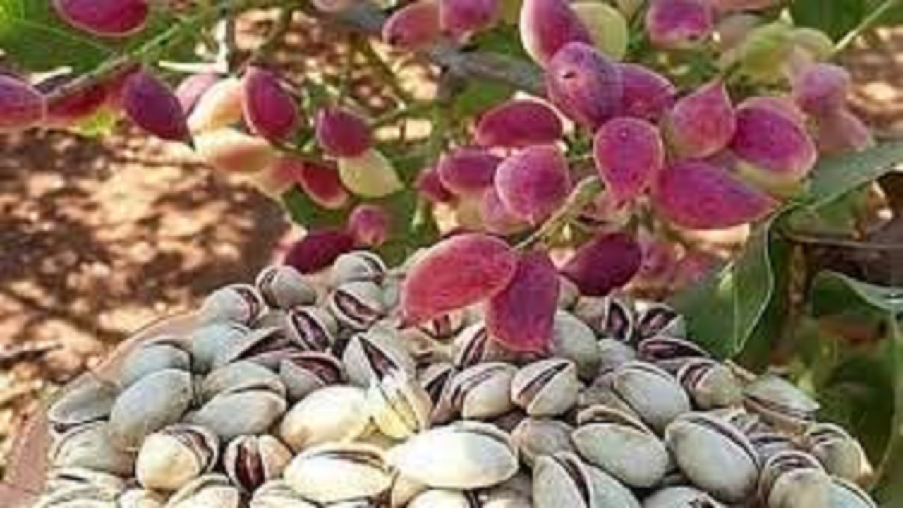 برداشت بیش‌از ۱۰ هزار تن پسته از باغات سیستان و بلوچستان