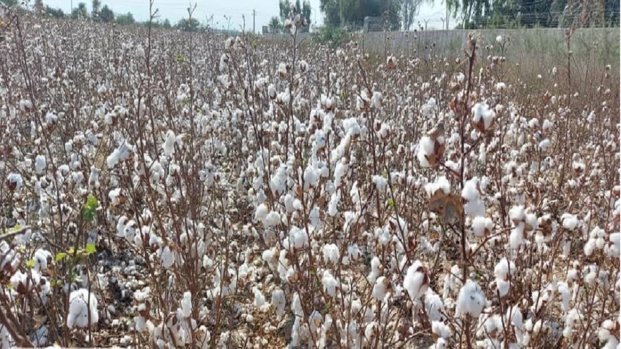 آغاز کشت پنبه در دلگان