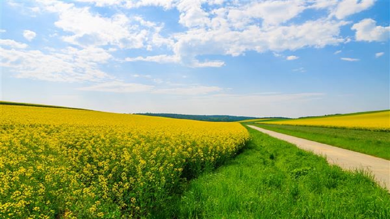 نمایی از زمین های کشاورزی روستای ظفرآباد + فیلم