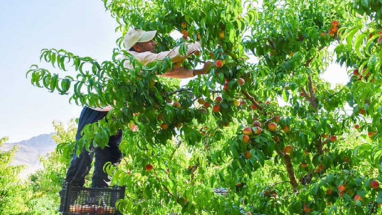 آغاز برداشت هلو از باغات چهارمحال و بختیاری