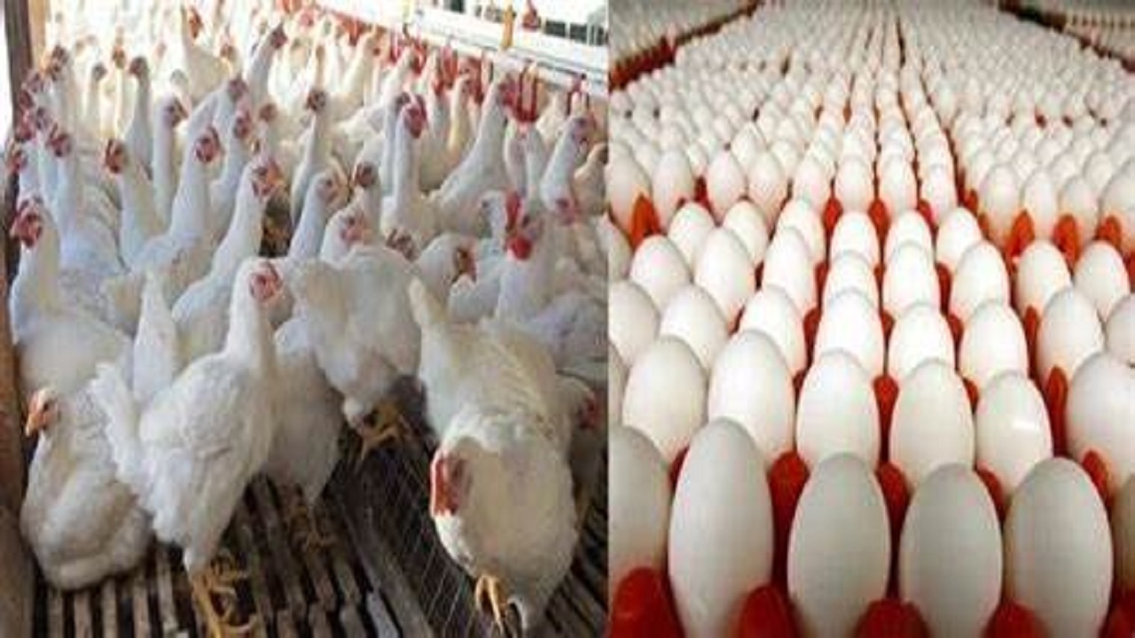فروش مرغ با قیمت بالای ۶۰ هزار تومان گران‌فروشی است