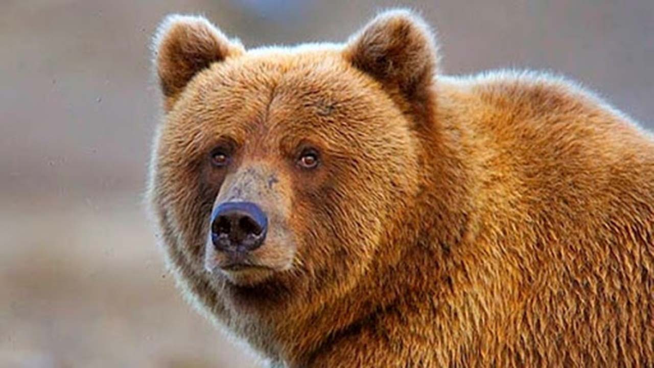 حال خوب گونه ارزشمند خرس قهوه‌ای در ذخیره گاه زیست کره ارژن-پریشان + فیلم