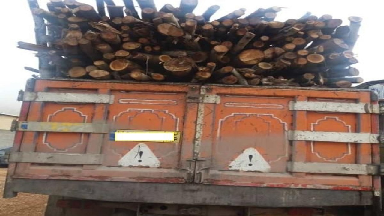 کشف ۵ تن چوب جنگلی قاچاق در لوشان