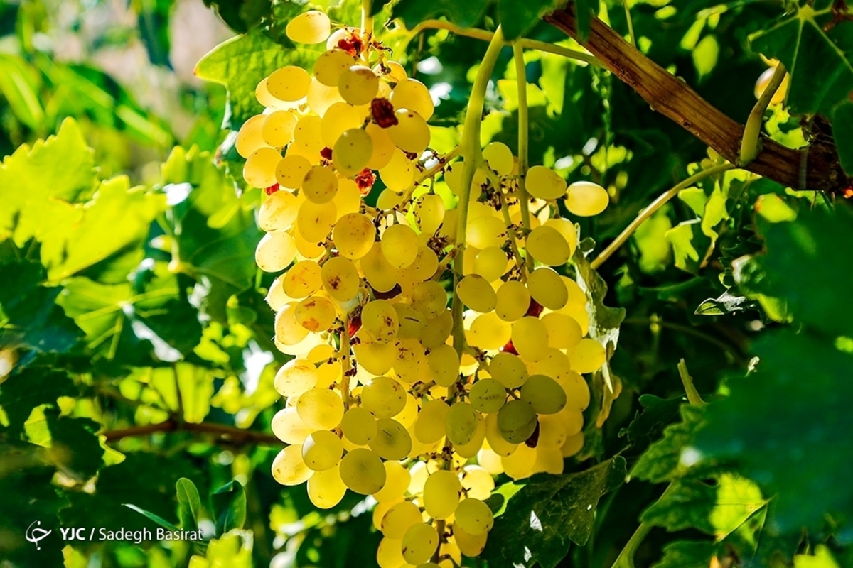 جشنواره آدم برفی در دهاقان