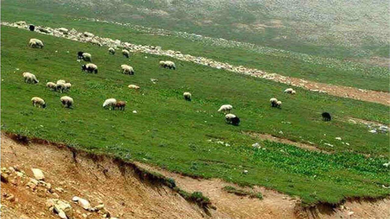 نیمه آبان ماه زمان ورود دام به مراتع قشلاقی