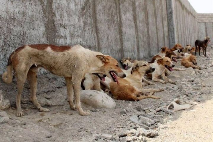 خطر رها سازی روزانه ۳ تن مدفوع سگ در تهران