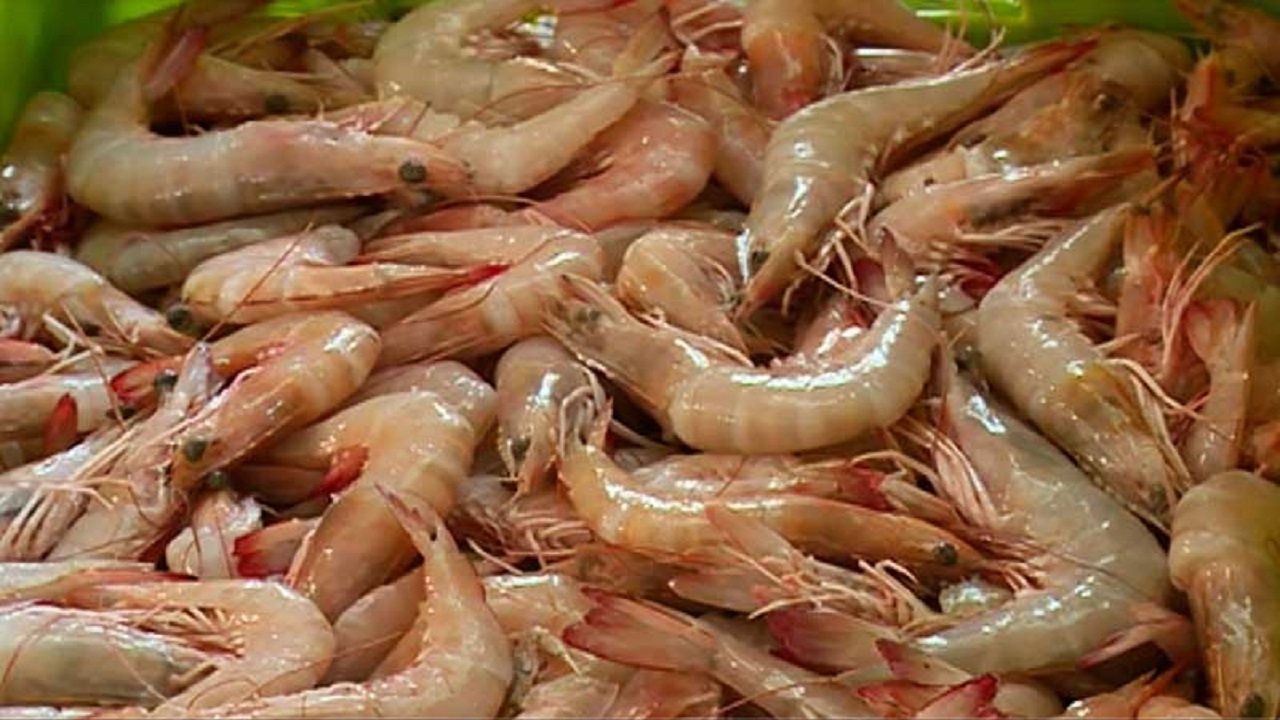 پیش بینی صادرات ۳ هزارتن میگو از گلستان