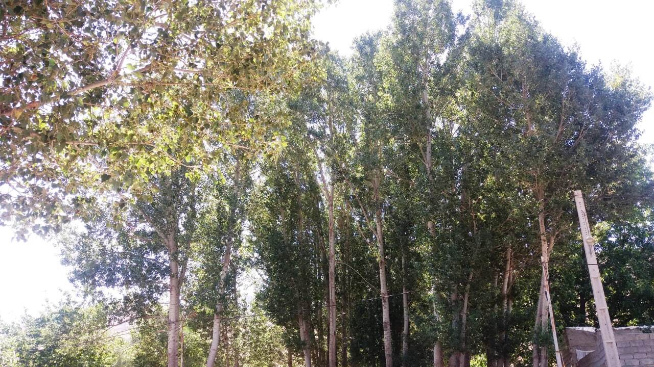 طبیعت روستای گمش آباد در واپسین روزهای تابستان + تصاویر