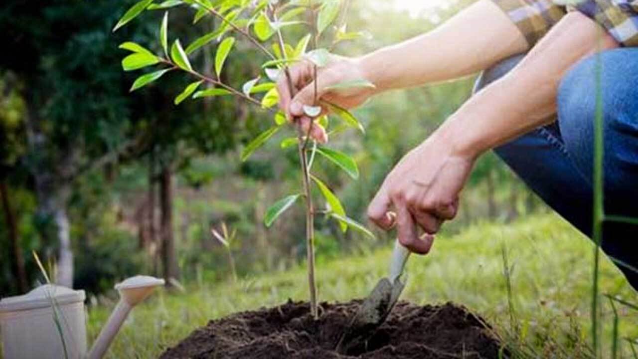چرا نباید هسته میوه را در طبیعت رها کنیم؟ + فیلم