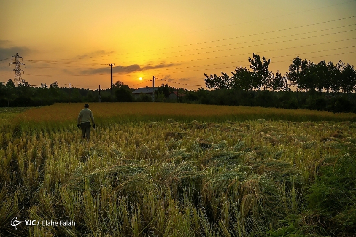 برداشت برنج از شالیزاهای استان مازندران