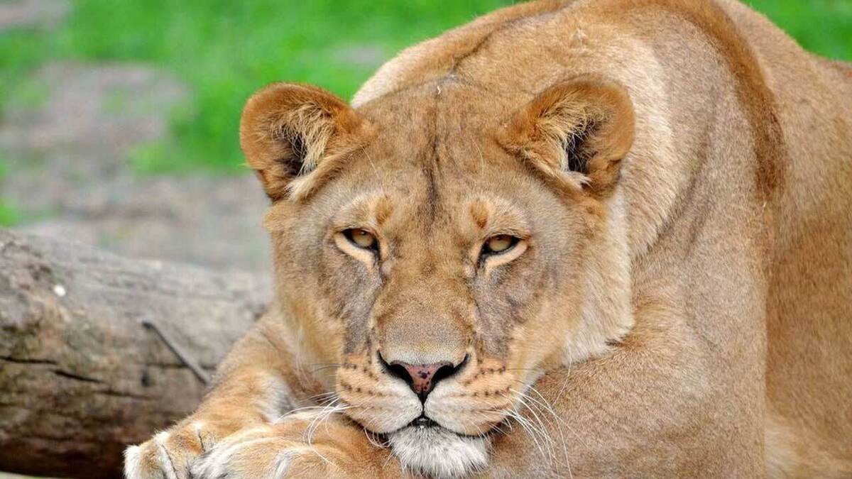 خودکشی دسته جمعی نهنگ‌ها در استرالیا + فیلم
