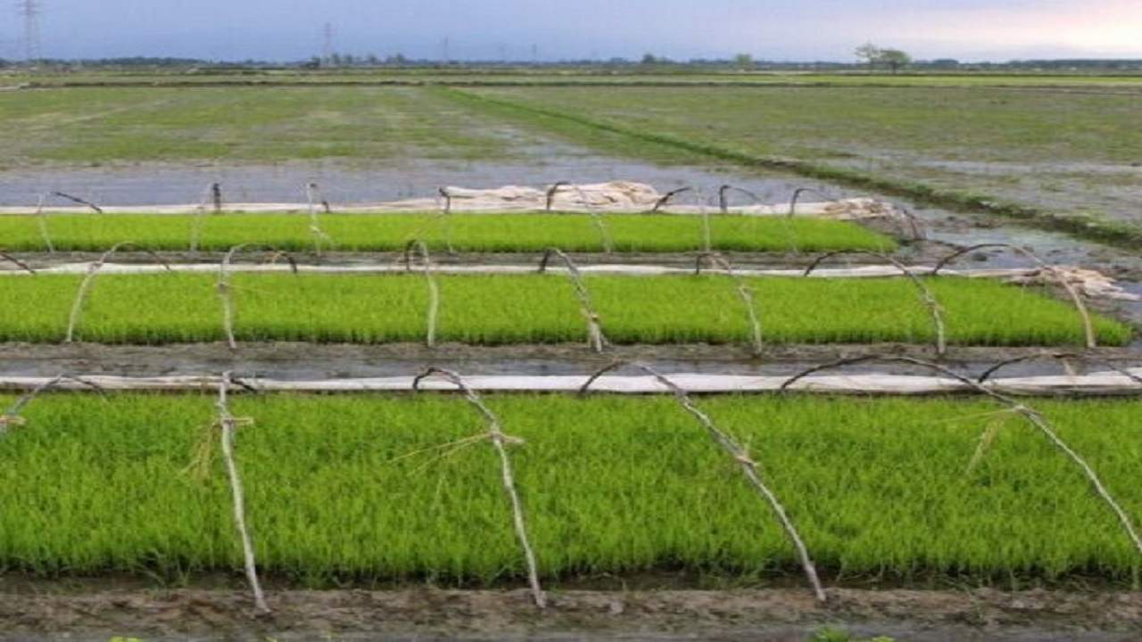اجرای سامانه های نوین آبیاری در ۲ هزار و ۳۶۰ هکتار از مزارع اصفهان